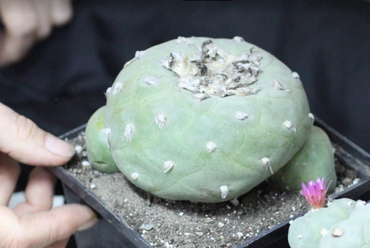 Lophophora diffusa (ранее)