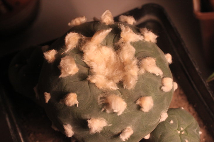 Lophophora diffusa (сейчас, сфоткал 5 мин назад растение на зимовке)