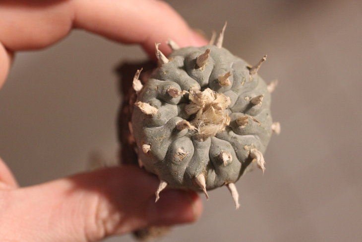 Lophophora williamsii, Huizache, SLP (ранее)