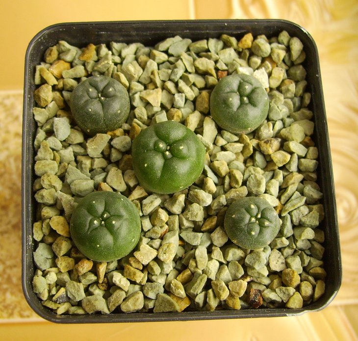 PICT0147.JPG