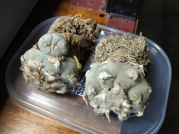 L. williamsii До