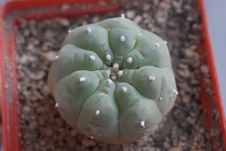 Lophophora williamsii, южная форма