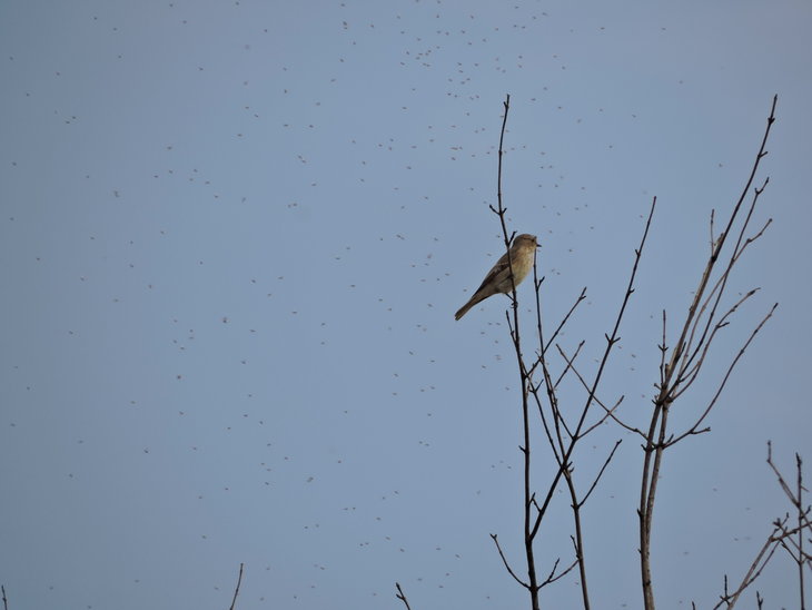 Мухоловка сіра (Muscicapa striata)