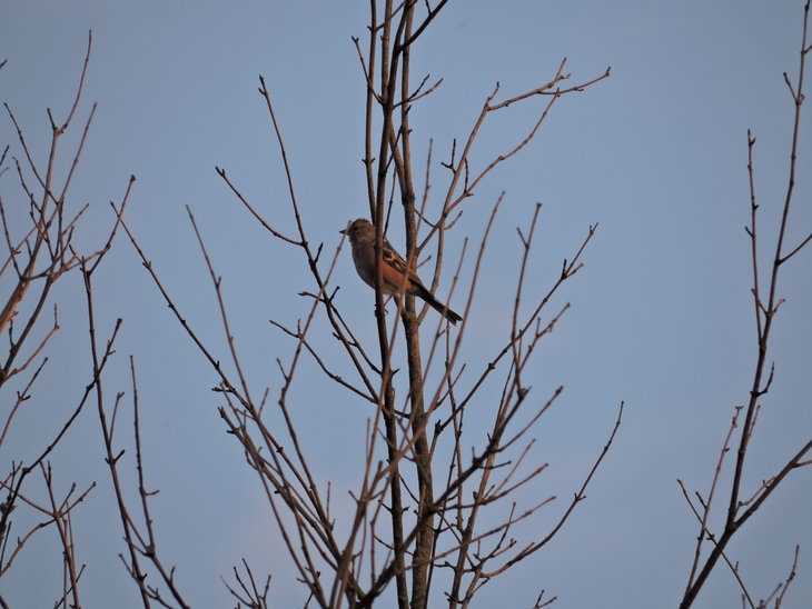 Зяблик (Fringilla coelebs)