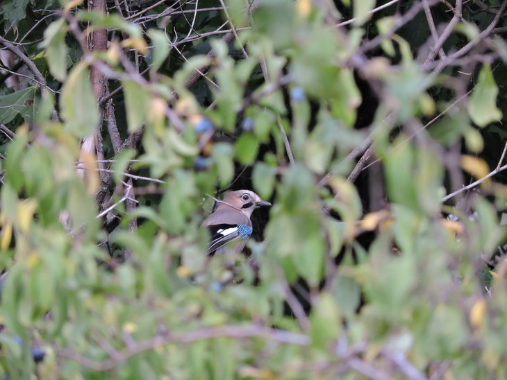 Сховалась :-D Сойка (Garrulus glandarius)