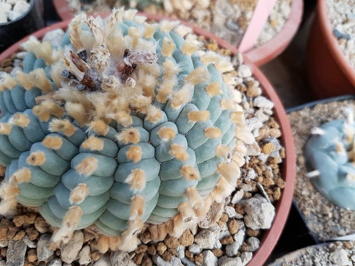 Lophophora williamsii после стрижки, фото Sаhаnd Zаmаnzаdеh