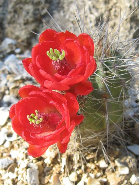 coccineus SB236 Jarilla Mts, NM