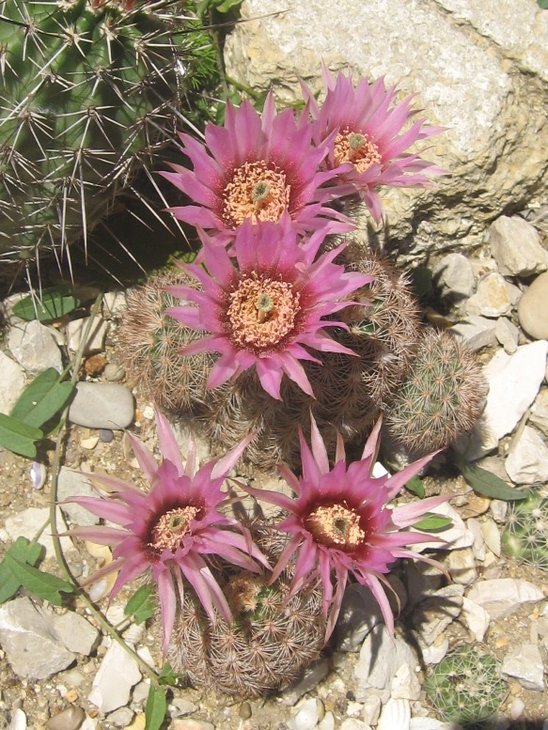 fitchii v. armatus