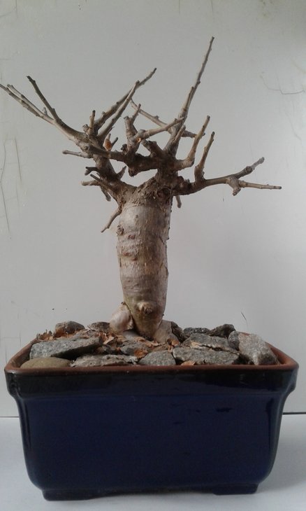 Commiphora abyssinica
