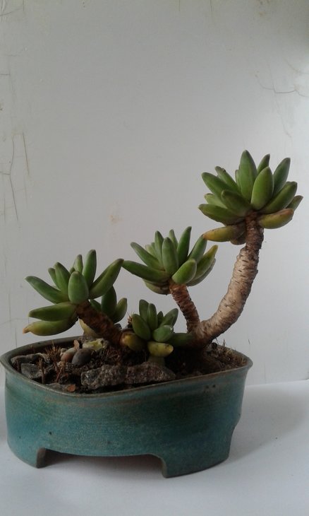 Pachyphytum compactum