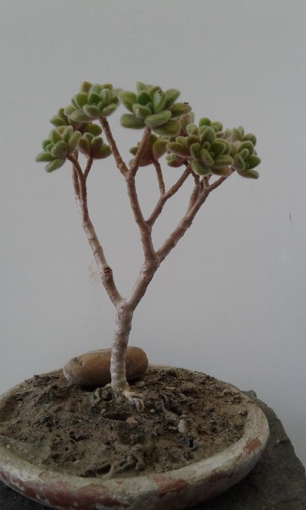 Aichrysoon tortuosum