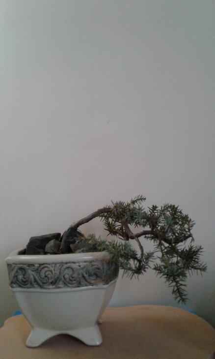 Juniperus communis var/ depressa