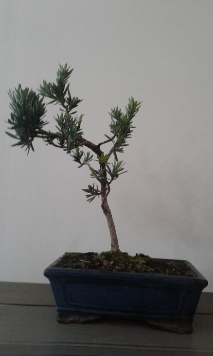 Podocarpus nivalis