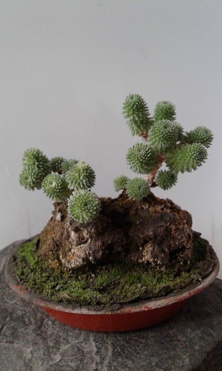 Така ось  &quot;версія&quot;  Sedum multiceps