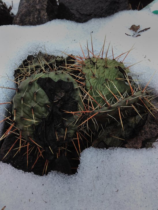 O. camanchica