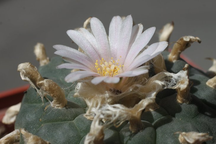 Lophophora williamsii, северная форма