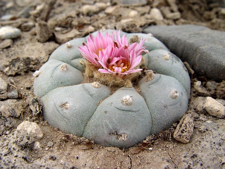 Lophophora_williamsii_PP1355.jpg