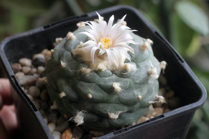 Lophophora koehresii San Francisco, SLP
