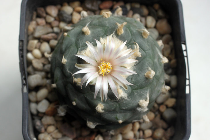 Lophophora koehresii San Francisco, SLP