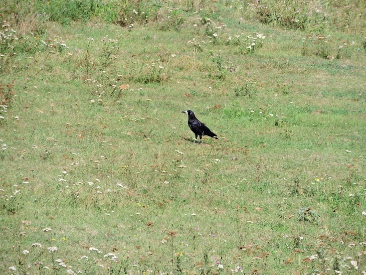 Грак (Corvus frugilegus)