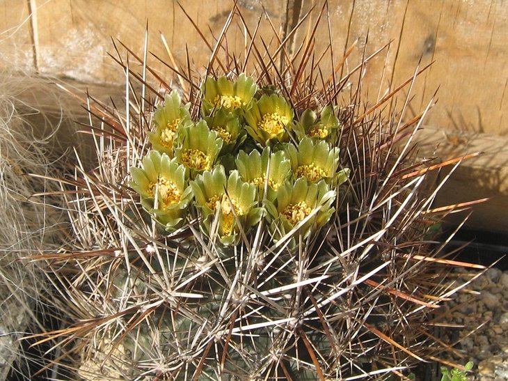 brevihamatus.JPG