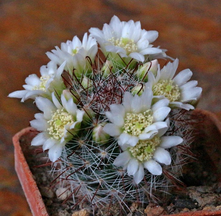 mammillaria zeilmanniana v. albiflora