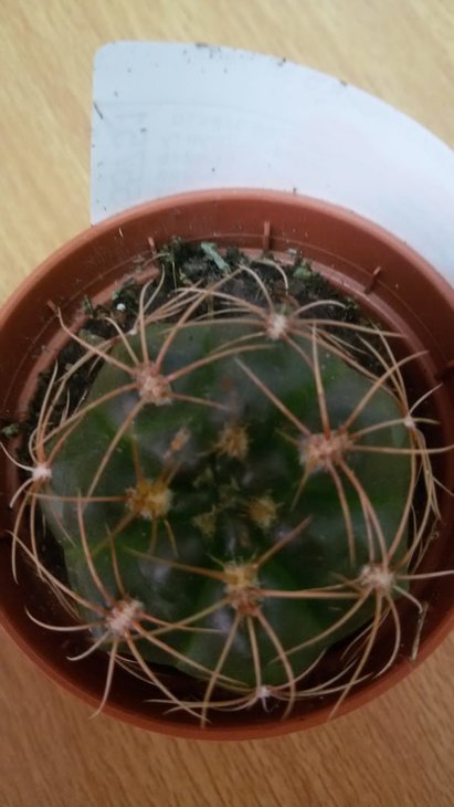 IMG-20190419-WA0018.jpg