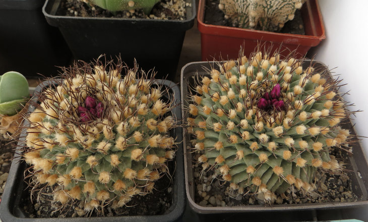 turbinicarpus alonsoi
