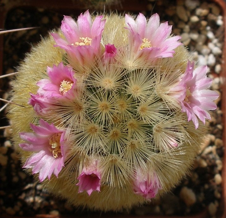 Mammillaria carmenae..jpg
