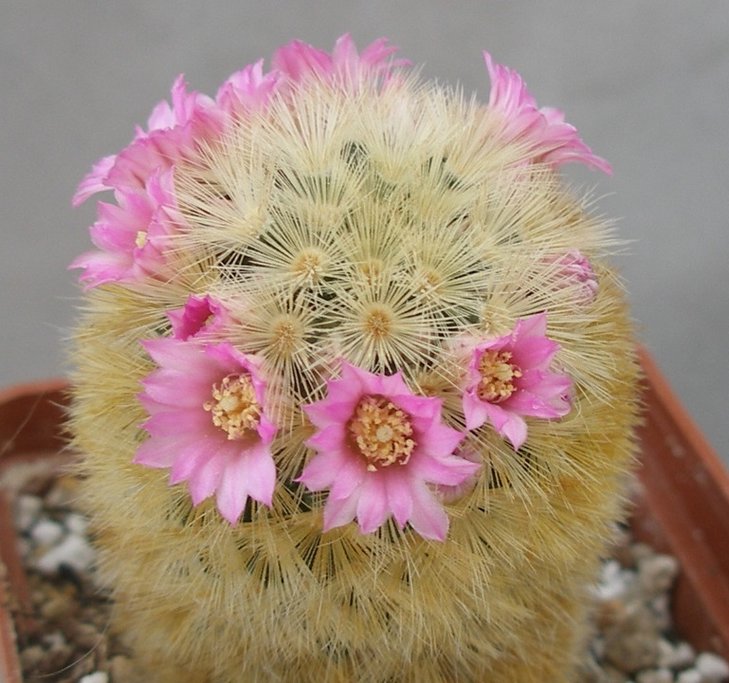 Mammillaria carmenae.jpg