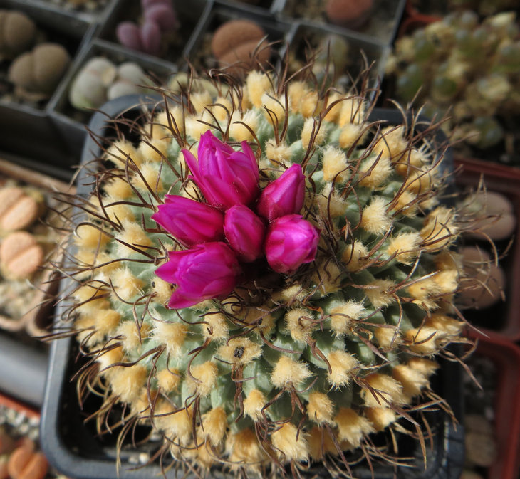 Turbinicarpus alonsoi