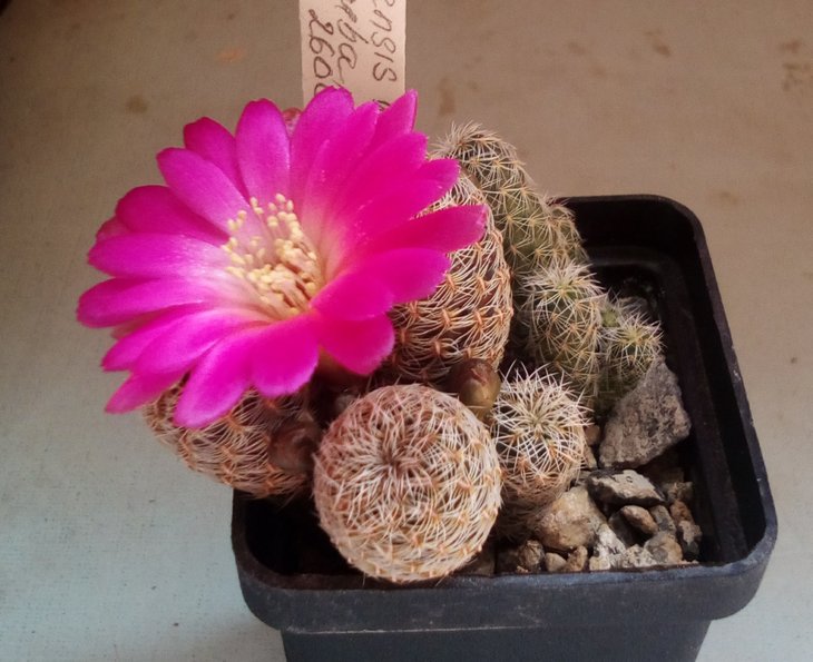 Sulcorebutia mizguensis WR194