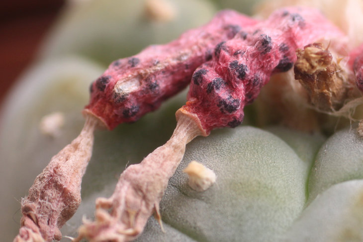 Плоды на Lophophora fricii