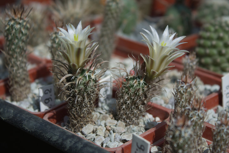 T.papyracantha, Piltz