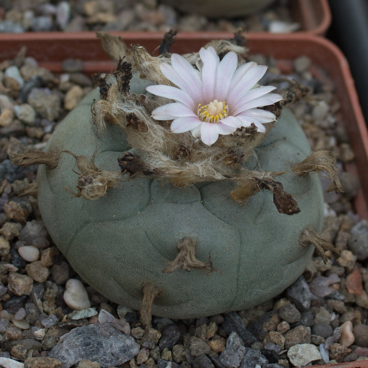 L.williamsii; растение Владимира Белана