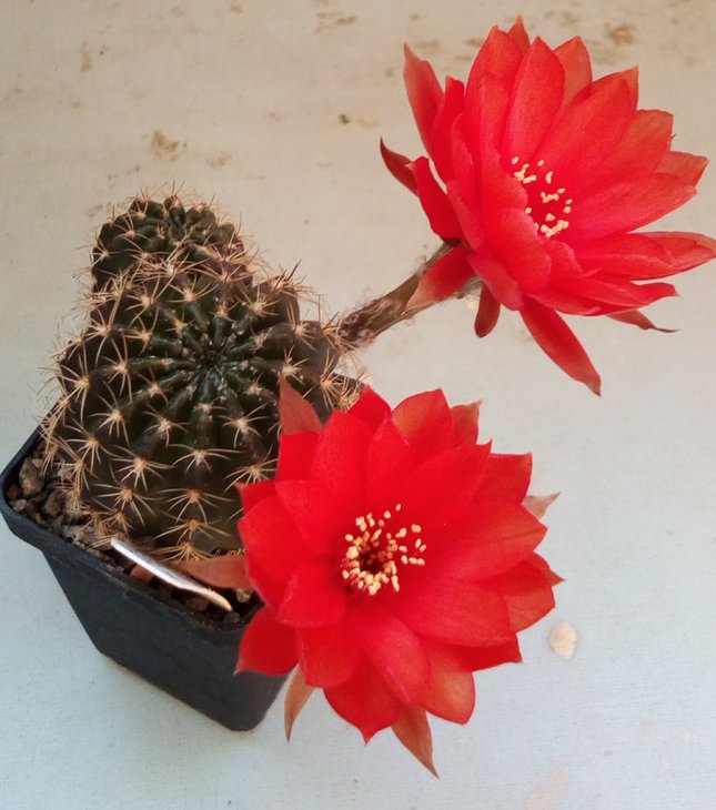 Lobivia arachnacantha v. nigra