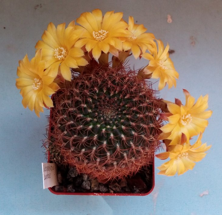Sulcorebutia candiae
