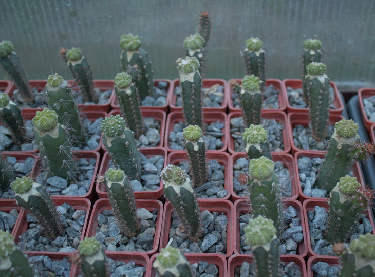 Фото 2_A.ritterii.jpg