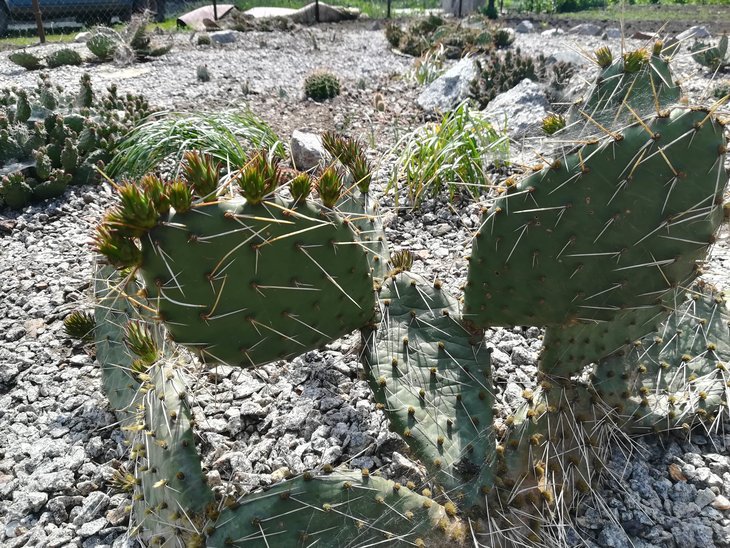 Opuntia macrorhiza