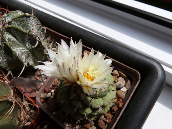 Strombocactus disciformis
