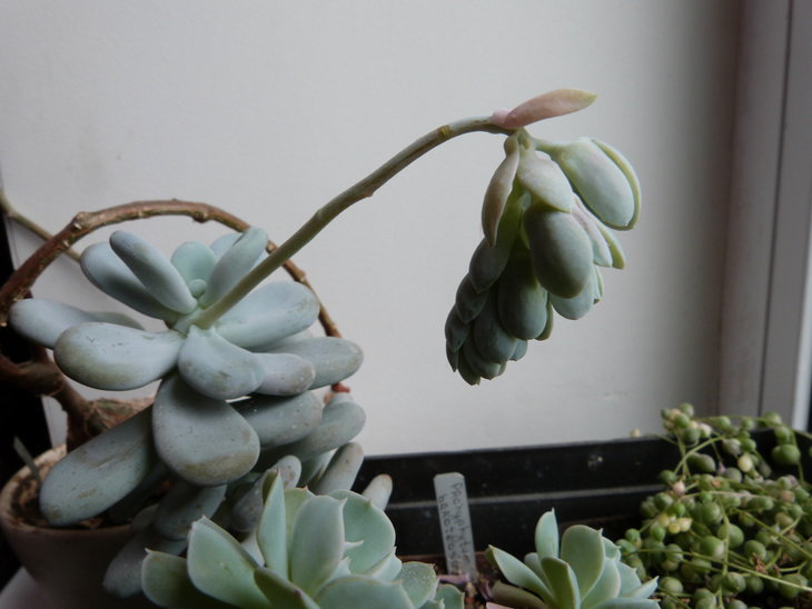 Pachyphytum bracteosum