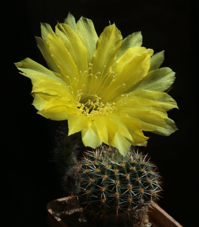 Lobivia aurea