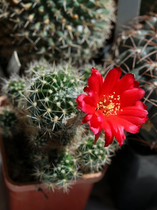 Lobivia oligotricha