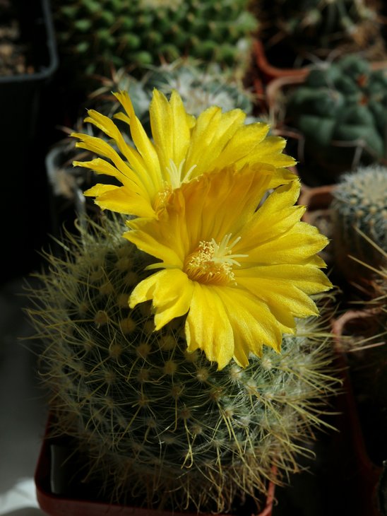 parodia chrisacantion