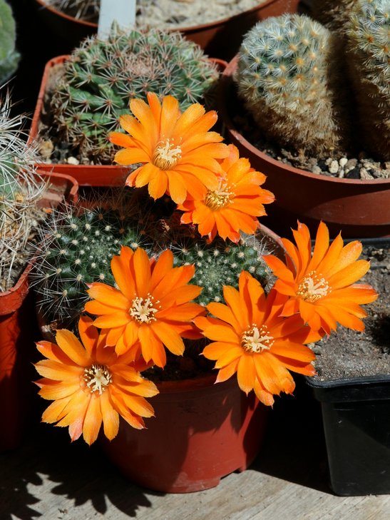 Rebutia flavistyla