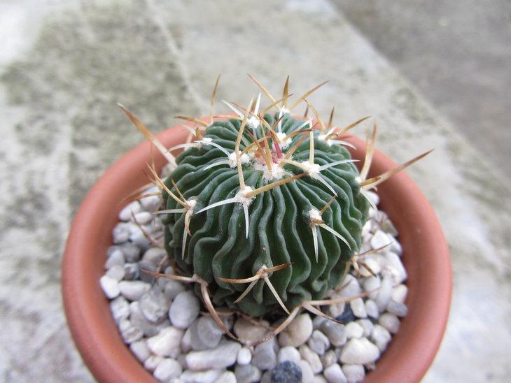 3.Echinofossulocactus &lt;?&gt;