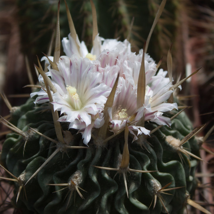 E. phyllacanthus
