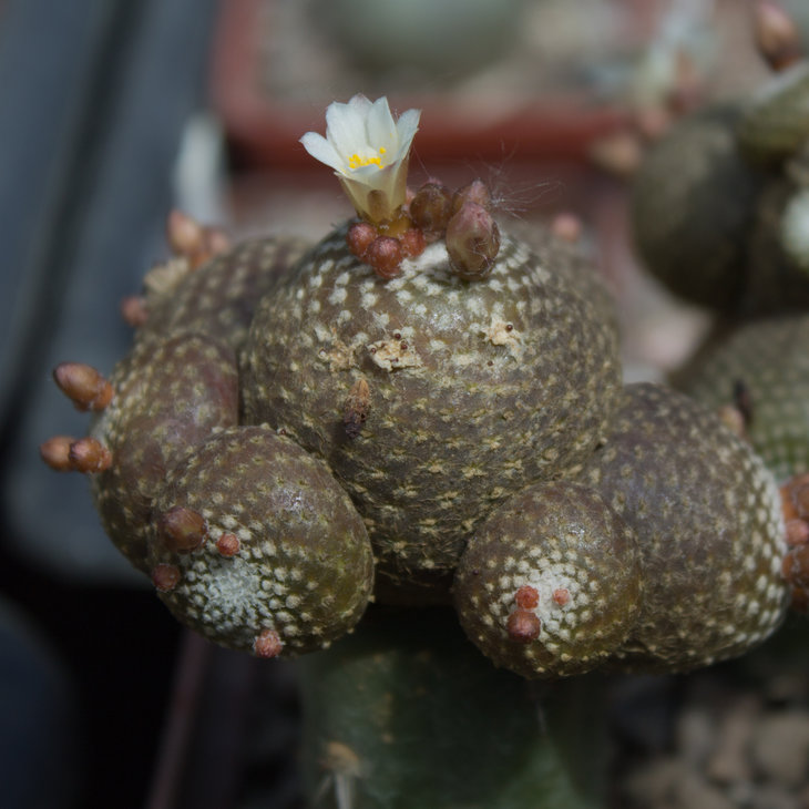 Blossfeldia,  KK1704; растение Виталия Широкоступа