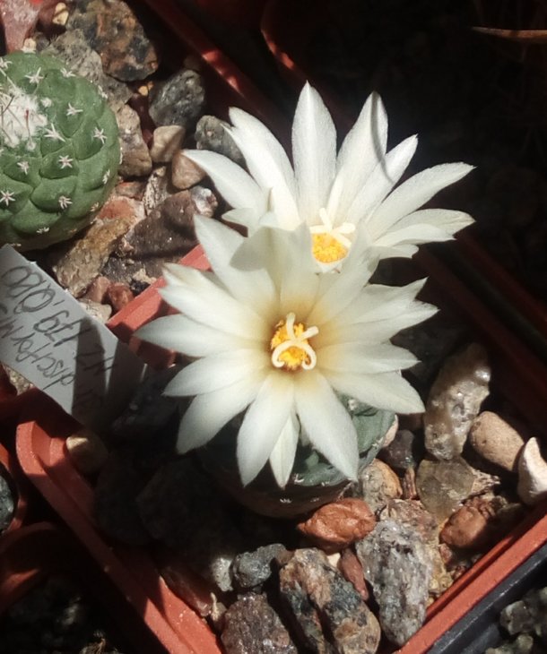 Strombocactus disciformis MZ179