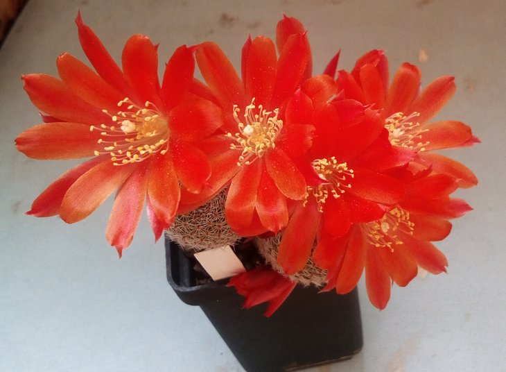 Rebutia heliosa v. theresae